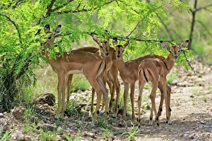 Impalas: Impala - fawns seeking shadow of bush