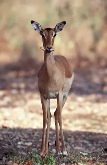 Antelopes: IMPALA - female, feeding on flower of Sausage Tree in mouth