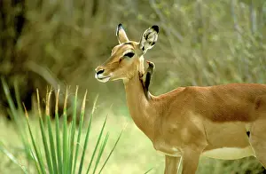 Oxpeckers: Impala - female with Red-billed oxpecker (Buphagus