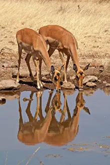 Impalas: Impala - two females drinking at waterhole