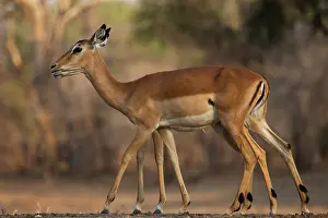Herbivores: Impala are frequently seen in South Luangwa National Park Za