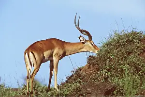 Antelopes: IMPALA - GRAZING