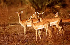 Antelopes: IMPALA - group