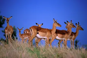 Thunder: Impala - herd alert to approaching thunder