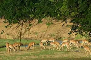 Produced: Impala - herd grazing on sparse grass produced