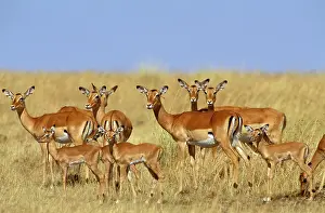 Including: Impala - herd including young