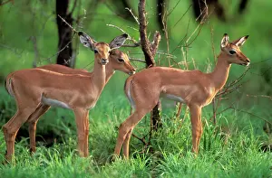 Infront: IMPALA - Juveniles, infront of trees