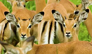 Impalas: Impala - Katavi National Park