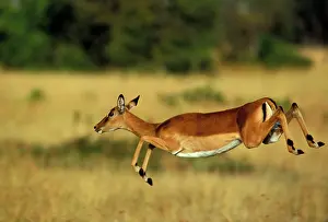 Pronking: Impala - Leaping
