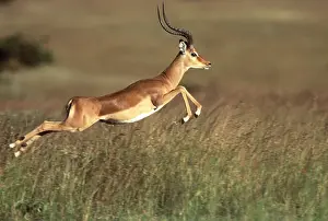 Impalas: Impala - leaping