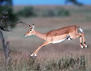Impalas: IMPALA - leaping, pronking
