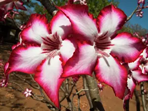 Latex: Impala Lily