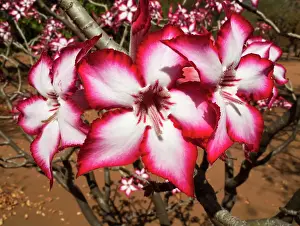 Latex: Impala Lily