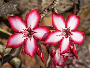 Latex: Impala Lily