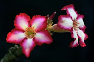 Multiflorum: Impala lily