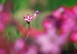 Multiflorum: Impala lily