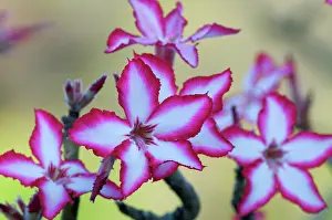 Multiflorum: Impala lily