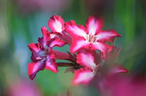 Multiflorum: Impala lily