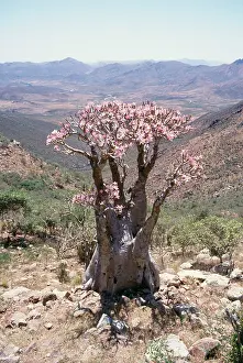 Yemen: Impala Lily / Desert Rose - in bloom