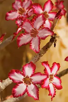 Pachypodium: Impala lily; rare and threatened southern African