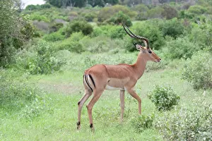 Impalas: Impala - Male