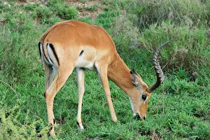 Impala male