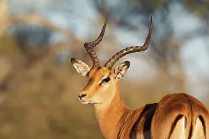 Delta: Impala - male