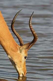 Lakeshore: Impala - male drinking at the lakeshore