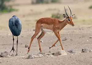 Crumeniferus: Impala - with Maribou Stork (Leptoptilos crumeniferus)