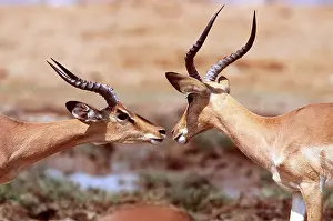 Greeting: IMPALA - meeting, facing each other