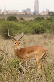 Impalas: Impala in Nairobi National Park with Nairobi