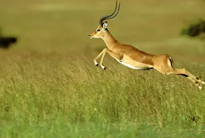 Leaping: Impala - pronking