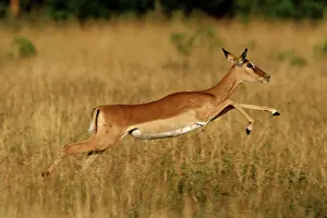 Pronking: Impala - pronking, Maasai Mara National Reserve