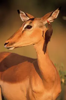 Impalas: IMPALA - Red-billed Oxpecker (Buphagus erythrorhynchus)