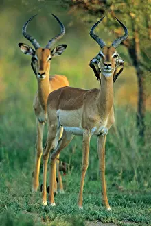 Impalas: Impala - With Red-billed Oxpeckers (Buphagus erythrorhynchus