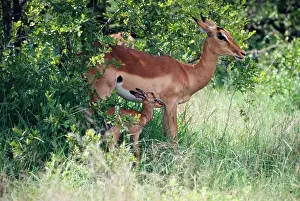 Impalas: Impala resting in shade with young fawn