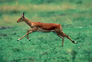 Impala - Running