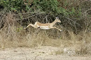 Impalas: Impala - running
