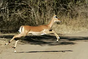 Impalas: Impala - running across path