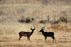 Aepyceros: Impala, silhouette, Aepyceros melampus