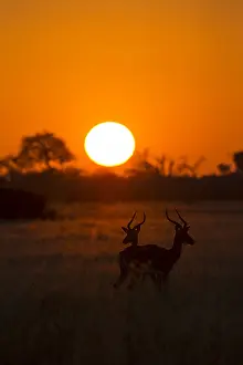 Sets: Impala - silhouette as sun sets - Botswana, Africa