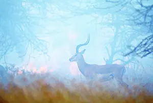 Wildfire: Impala - standing infront of fire & smoke