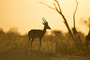 150818: Impala - standing at sunrise - Botswana, Africa