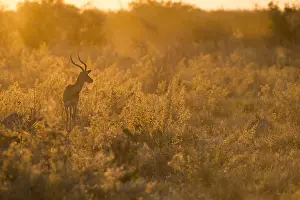 150818: Impala - at sunset - Botswana, Africa