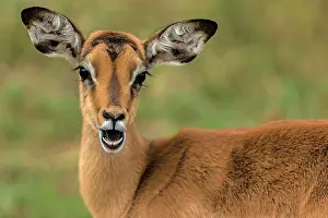 Impalas: Impala - young male portrait