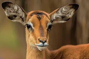 Impalas: Impala - young male portrait