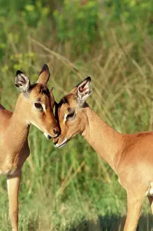 Ingrid Van Den Berg: IMPALA - young pair involved in social grooming