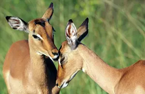 Ingrid Van Den Berg: IMPALA - Young pair involved in social grooming