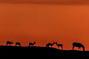 Burchell: Impala with Zebra (Equus burchelli) silhouettes