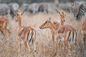 Antelopes: Impalas (Aepyceros melampus), adult males in dry grass
